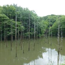 池に沈む枯れた杉の木