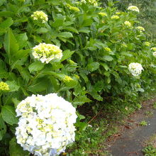 道沿いのあじさい