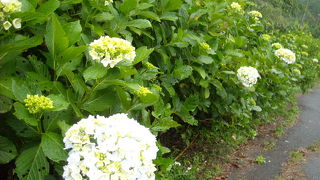 見ごろにはちょっと早かった