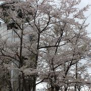 空知管内のお花見スポット