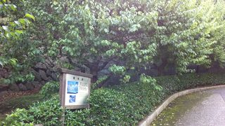 皇居の梅の名所です!!