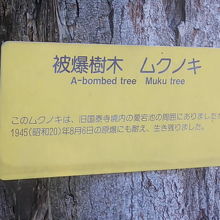 黄色の標識が被爆樹木の目印となっています
