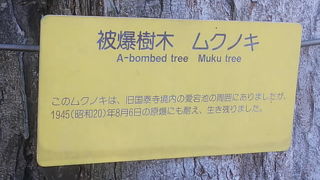 被爆樹木にも注目したいスポットです
