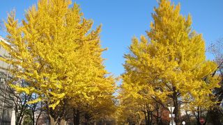 秋はぎんなんをタダで多量にゲット