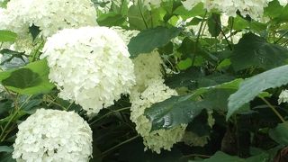 東京でもドイツでもないけれど