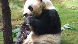 香港でもパンダに会えるんです！