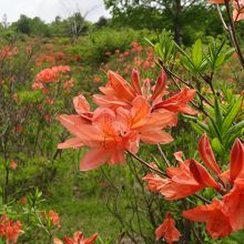 レンゲツツジの花