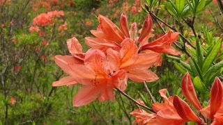 レンゲツツジの名所