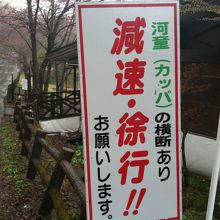 河童が通ります?!