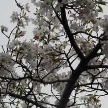 2013年4月11日少しだけ残っていたソメイヨシノの花