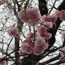 遅咲きの八重桜