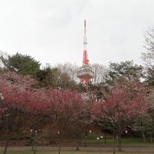 2013年4月11日、開花が早く桜は散ってしまった