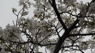 桜の花見客で大混雑