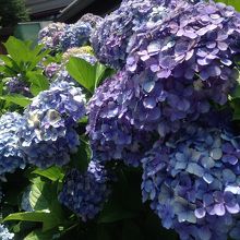 たくさんありますよ