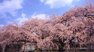 京都では最高の桜が観れる場所！！