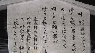願いが叶う叶杉 緑色のパワースポット