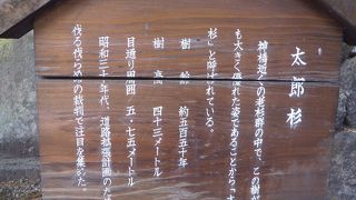 日光と言えば杉　日光東照宮付近で一番デカイ