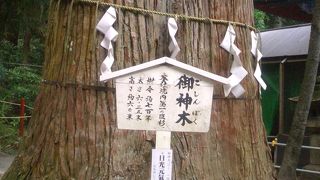 女峰山の女神が降臨したという御神木