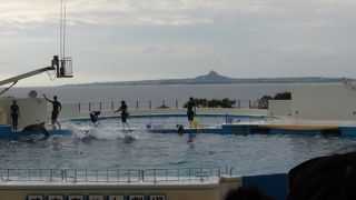 景色も楽しめるイルカショー