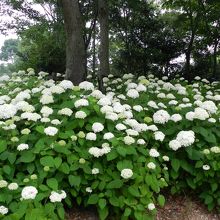 白い花を咲かせる「アナベル」の群生