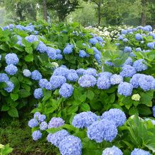 青い花を咲かせる「ミスヘップバーン」の群生