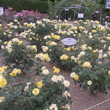 バラ園の様子