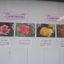 トイレ傍の壁面でも大々的に宣伝されていました