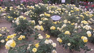 バラの季節がお勧めです