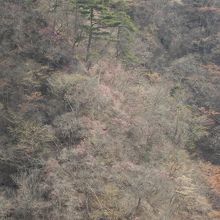 高畑山の山肌に咲くアカヤシオ