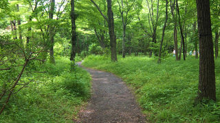 皇居二の丸庭園　雑木林は　野草がいろいろみられます。