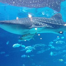 ショーに満足 子供は絶対ここ 世界で一番大きい水族館 By Soulmix ジョージア水族館のクチコミ フォートラベル