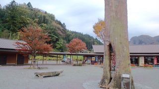 大きな欅がシンボル