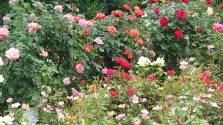 大館バラまつりの会場