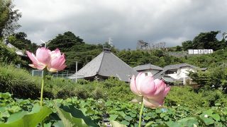 蓮の花がたくさんです！