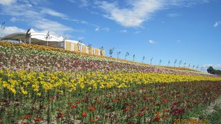 みごとなゆり園です。これぐらい群生させるとゆりではなく別の植物な感じまでします。必見ですね。