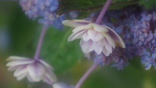 鎌倉を代表する花のお寺はアジサイの時期は大渋滞