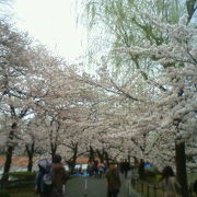 不忍池周辺は比較的静かに桜を見れます