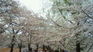 不忍池周辺は比較的静かに桜を見れます