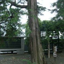 境内みれば横浜市の名木古木。