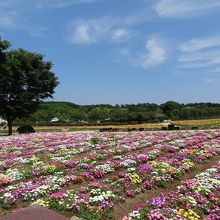 リビングストンデージーの花畑