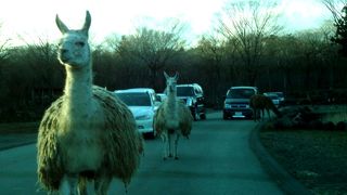 富士サファリパーク