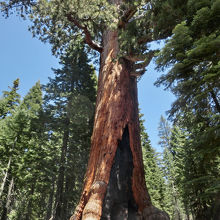 グリズリージャイアントです