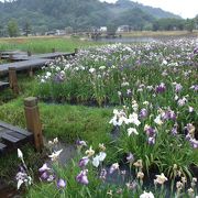 緑の芝生と花菖蒲（*^_^*）敦賀市総合運動公園花菖蒲園