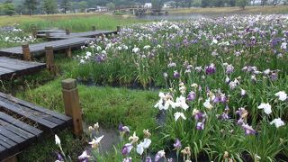 敦賀市総合運動公園花菖蒲園