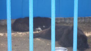 スター犬に会えて感激です！