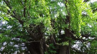 見事な巨木です