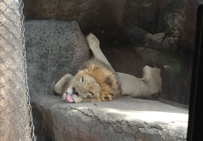 暑さにちょっとバテるライオン
