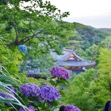 青系が多めでしたが、ピンクも多数。白も。