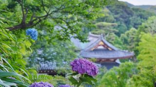 長谷寺 紫陽花散策路