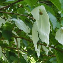 白いハンカチがぶらさがっているようなハンカチの木